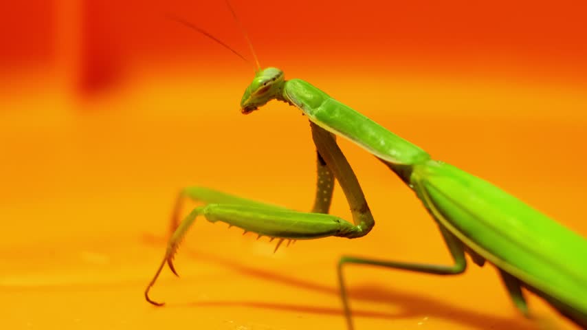 Green praying mantis sitting on a bright orange surface and looking at camera, macro insect wildlife photography, exotic predator close up side view. High quality 4k footage.