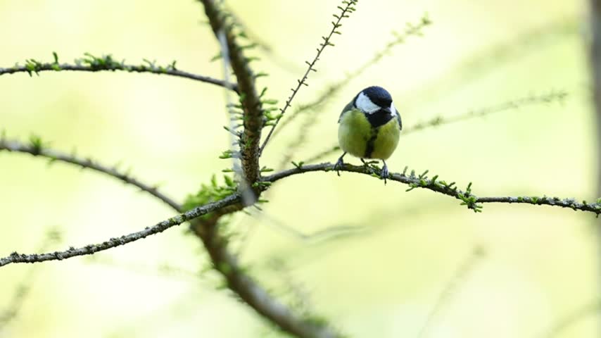 A crisp slow motion shot of a great tit perching on a slender tree branch covered in fresh, budding spring green leaves. The cinematic high-frame-rate footage captures the colorful songbird looking around before moving, showcasing its vibrant feathers against a soft bokeh background