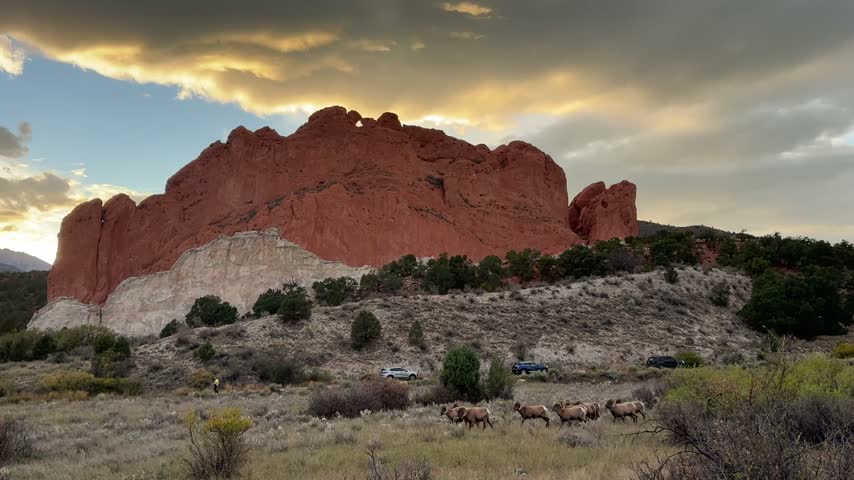 Herd of Bighorn Sheep Rams Walking in Front of Kissing Camels at Sunset in Garden of the Gods, Colorado.