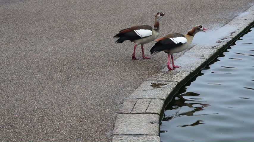 Well lit close shot of two Egyptian Geese walking and talking next to a pond with sunlight reflecting on the water