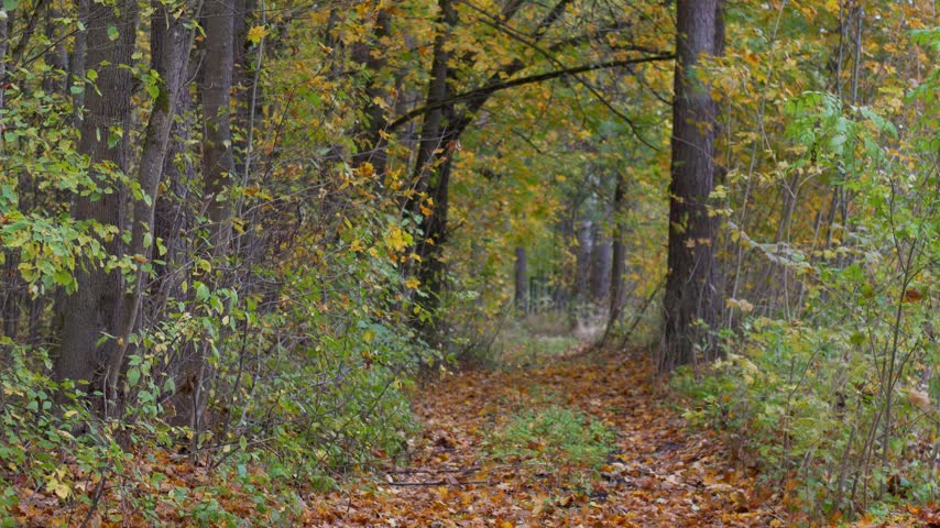 Overgrown and Misty Autumn Forest Path Covered in Fallen Leaves Swaying in the Breeze