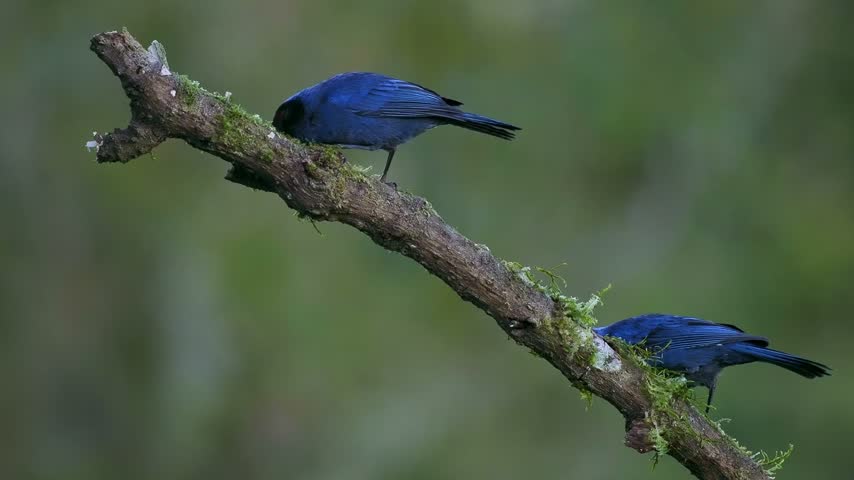 Masked Flowerpiercer Diglossa cyanea, two blue Andean tanagers with black face mask and red eyes sitting on mossy branch, one bird flies away, green background, cloud forest in Colombia, 4K video