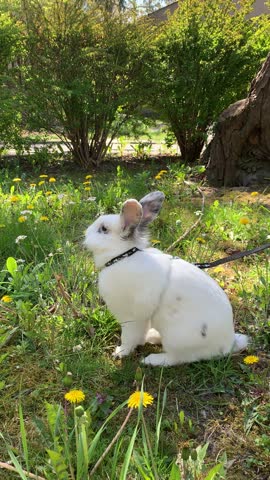 White rabbit on a leash in a spring meadow