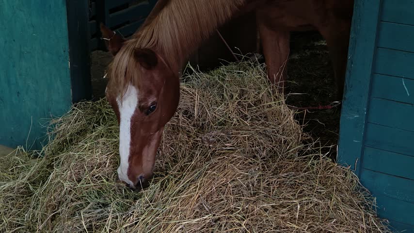 A brown horse enjoying a snack of hay from a pile.