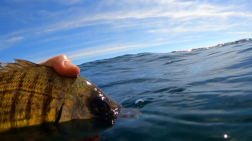 Underwater close up of angler hand holding a sea bream fish for catch and release