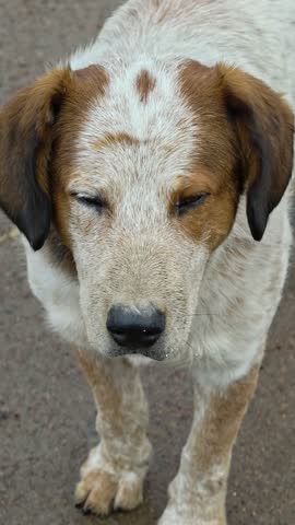 A brown and white dog standing on a sidewalk, perfect for pet-related or urban-themed projects.