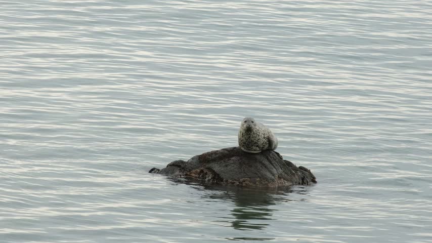 A spotted seal rests on a small rock amidst calm water.