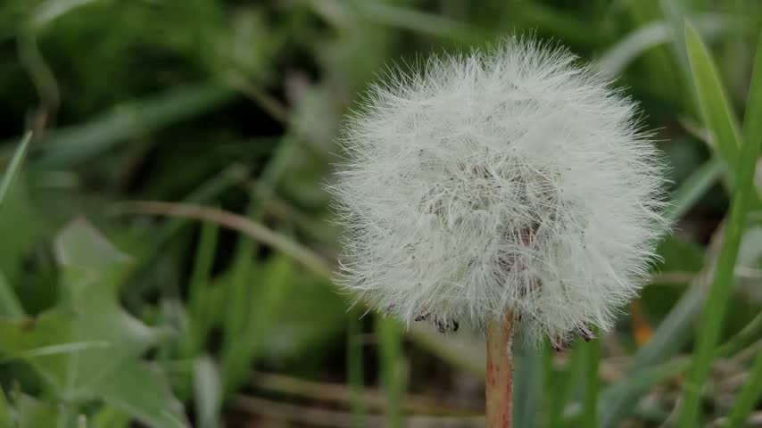 Close-up of a delicate dandelion seed head, showcasing intricate white seeds and fine filaments against a soft natural background. (Taraxacum officinale)