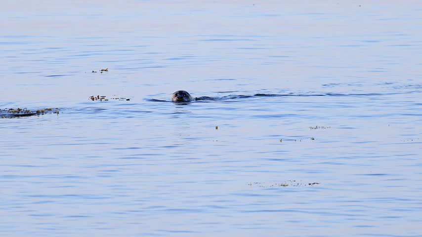 a wild grey seal in the open baltic sea 4k video