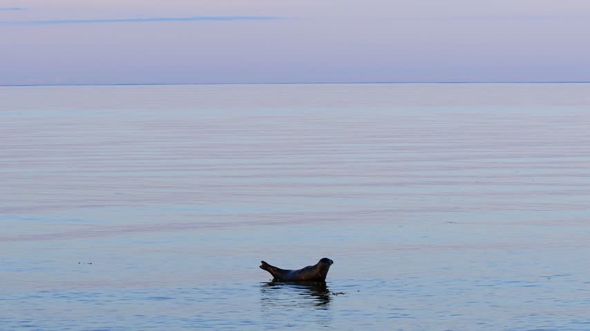 a wild grey seal in the open baltic sea 4k video