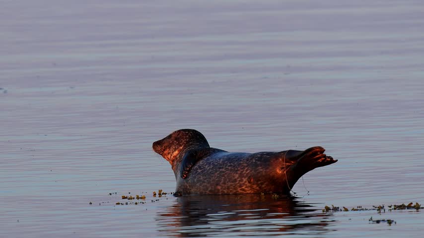 a wild grey seal in the open baltic sea 4k video
