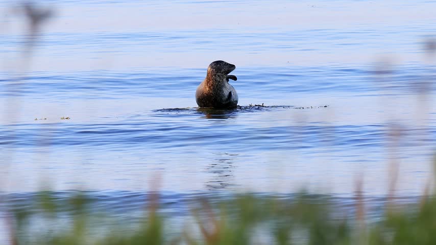 a wild grey seal in the open baltic sea 4k video