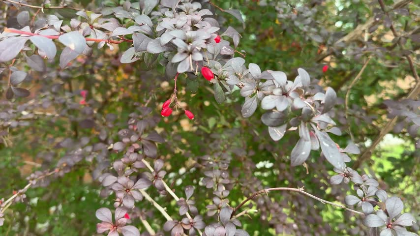 Barberry Branch with Red Berries Swaying in the Wind
