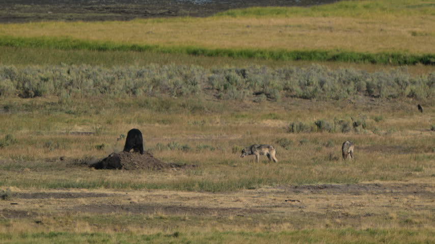 Grizzly Digs into Dirt Covering Carcass while Wolves Watch in Hayden Valley
