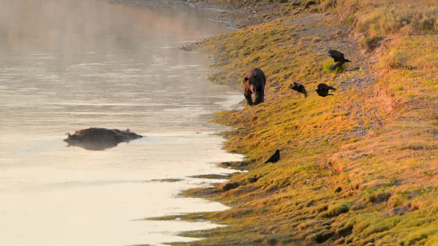 Grizzly Heads Toward Carcass in River on Foggy Morning in Yellowstone