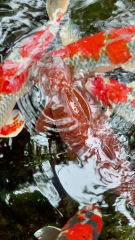 High angle close up video of vibrant koi fish swimming in clear ripple pond.