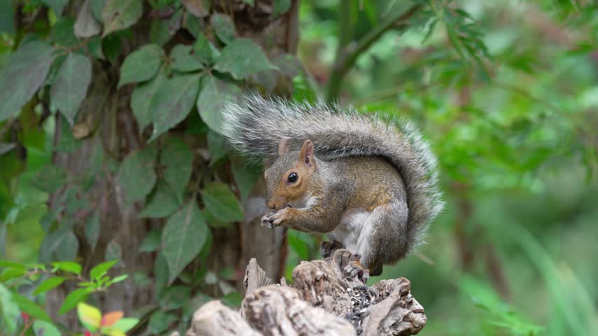 An Eastern gray squirrel (Sciurus carolinensis) sits on a weathered tree stump holding food in its paws. The rodent munches on seeds while displaying its large bushy tail against a backdrop of green leaves.