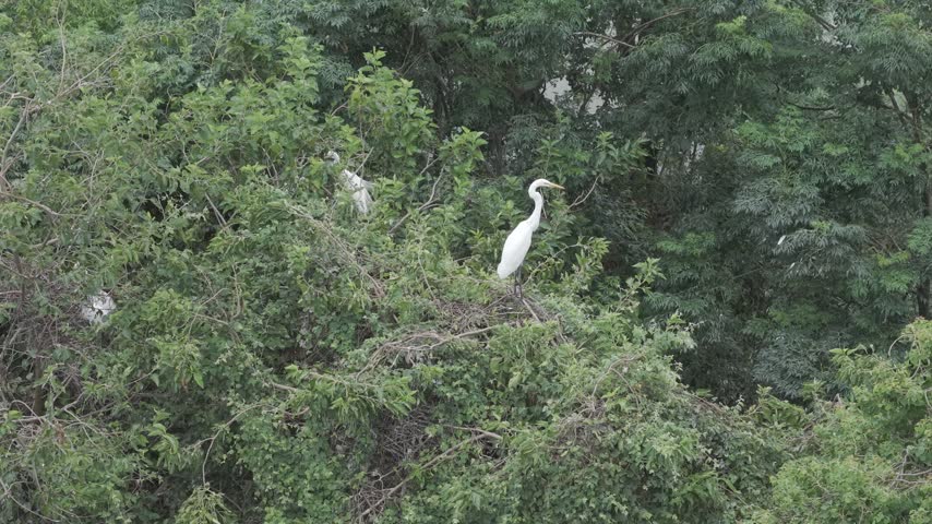 A white egret stands upright on its nest among the green tree branches.