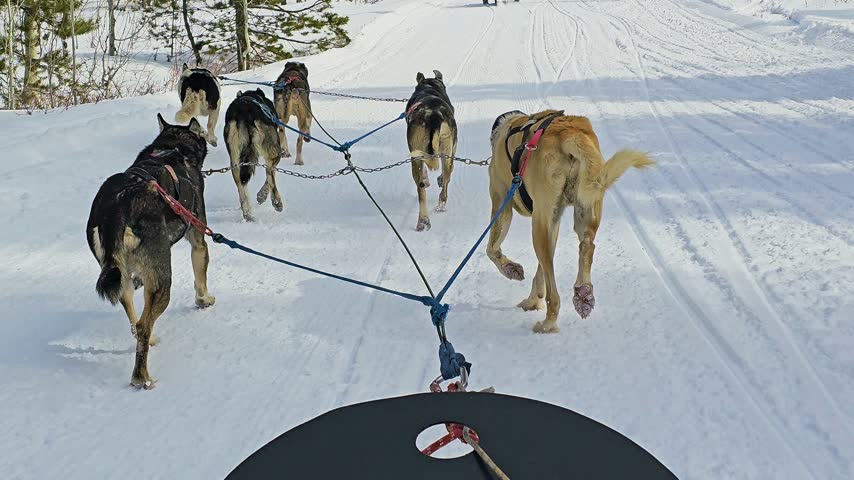 Winter adventure POV shows six powerful dogs pulling a sled through a bright snow covered forest, with a snowmobile guide ahead and tall evergreen trees lining the trail in crisp daylight.
