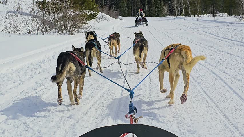 Energetic sled dogs run in formation across packed snow from the rider