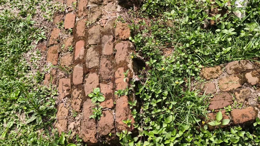 Old brick pathway covered with green grass and weeds outdoors