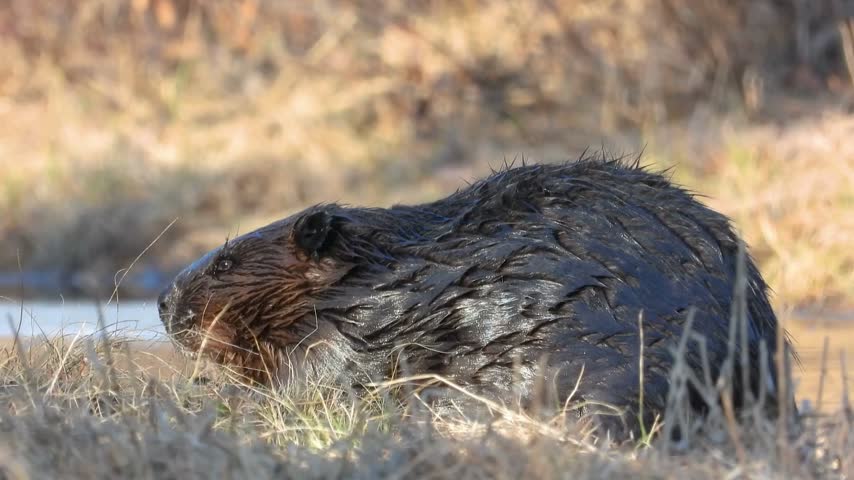 A close-up view of a wet North American beaver foraging through dry winter grass near a water bank. Detailed texture of thick mammal fur.