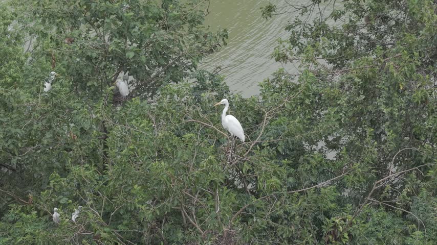 A white egret stands on a high exposed branch above the colony.