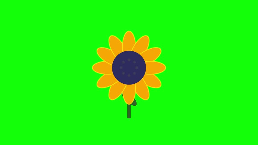 A vibrant yellow sunflower vector illustration designed for 2D animation and motion graphics projects. This clean, flat design asset is ideal for cartoon backgrounds, game design, and digital content creation. The solid green backdrop provides a high-contrast environment suitable for chroma keying in video editing software.