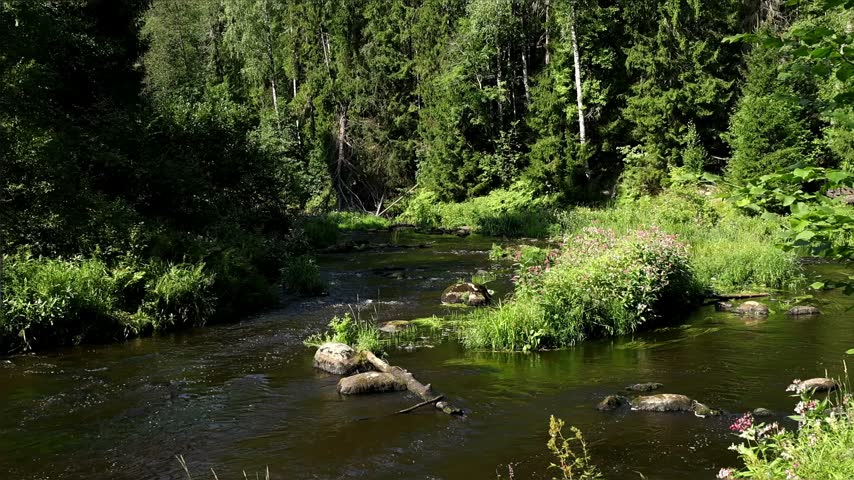 Scenic woodland stream with gentle flowing water, stones and rich green vegetation. Tall trees and bright summer sunlight create a peaceful natural landscape