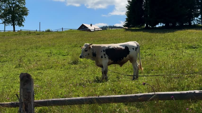 A young bull is in a clearing with grass and trees. The bull grazes in a rural area with mountains in the background and a bright sky above.