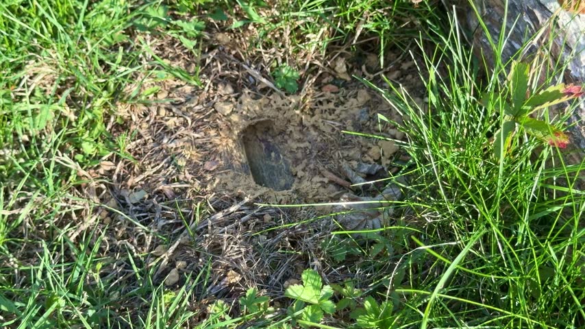 A static shot shows a wasp emerging from a nest entrance in the soil, surrounded by green grass, dry stems and small plants.
