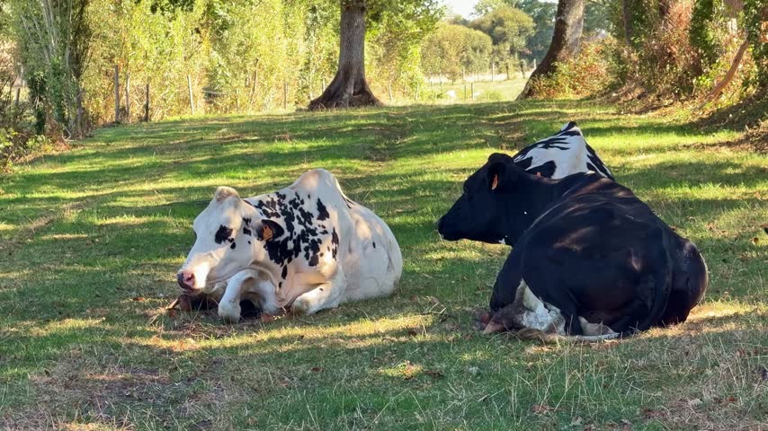 A static shot shows black and white cows lying on grass beneath trees, with a spotted cow facing forward and a darker cow resting beside it in dappled sunlight.