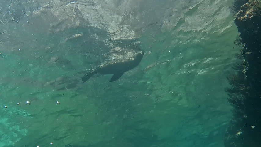 Lone sea lion floats at sea surface near rocky reef, seen from below