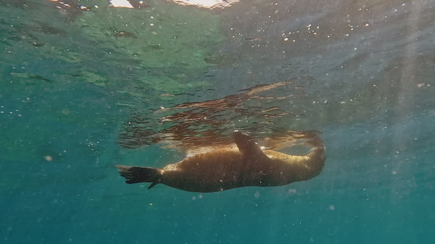 Viewed from underwater, California sea lion lounges at water surface