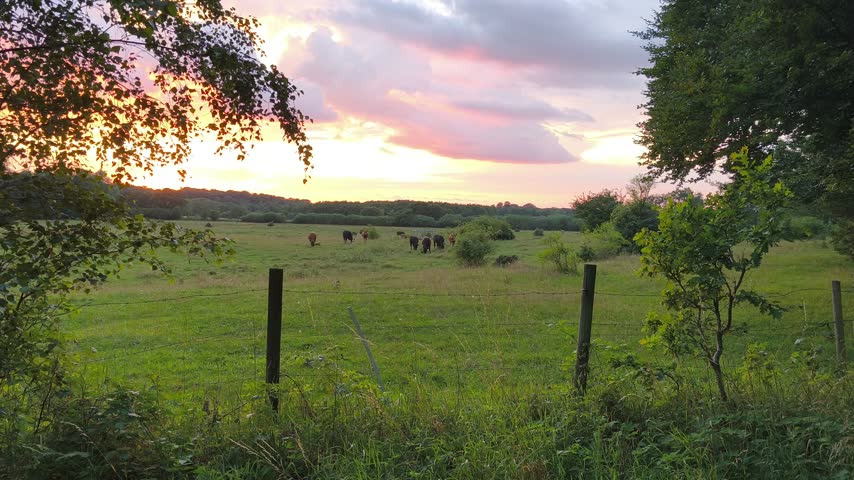 Evening view of cows grazing in a fenced field beyond the trees