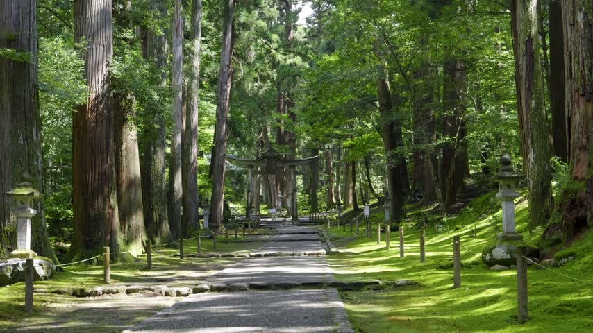 Stunning wooden Torii gate inside lush green forest with moss cover