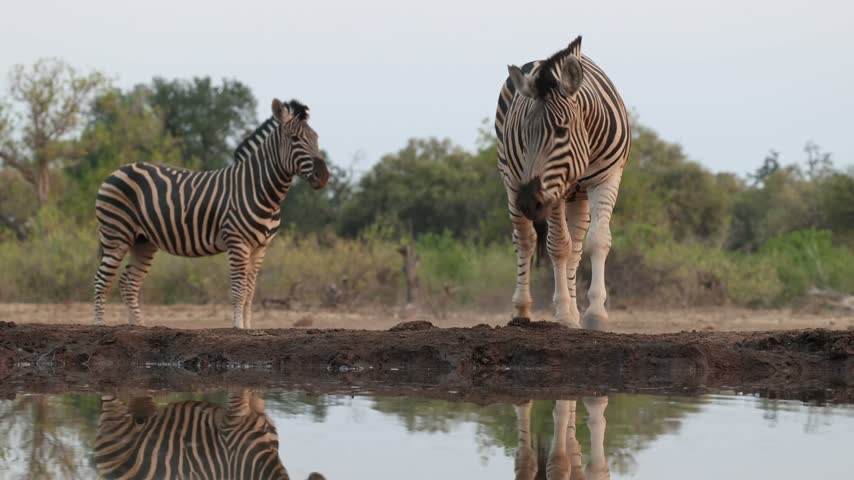 A Plains Zebra stands at a waterhole drinking while a second zebra approaches, Mashatu Game Reserve, Botswana. Filmed from a low angle.