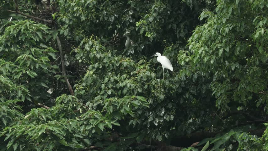 A white egret stands camouflaged among the dense green leaves of a tall tree outdoors during the daytime.