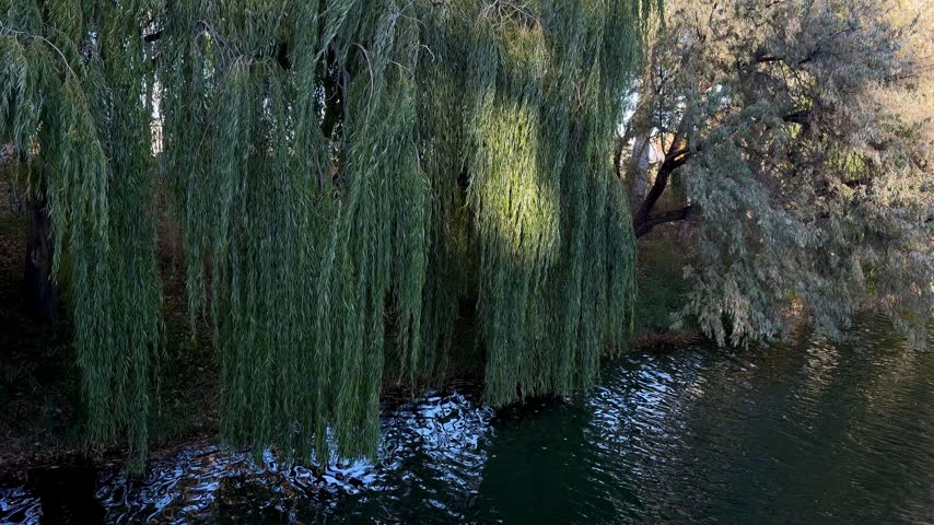 Weeping willow branches swaying over dark rippling pond water with sparkling reflections in autumn park