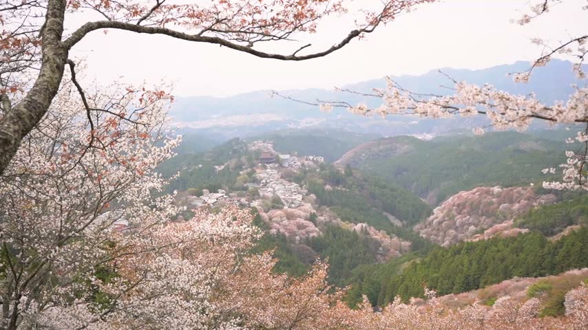 Cherry blossom branches frame the Yoshino mountain valley with a hillside village and temple in spring, Nara, Japan