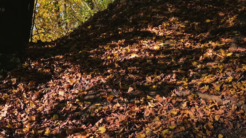 Leaves in various colors blanket the ground in a forest setting. Sunlight filters through tree branches, casting shadows on the vibrant foliage.