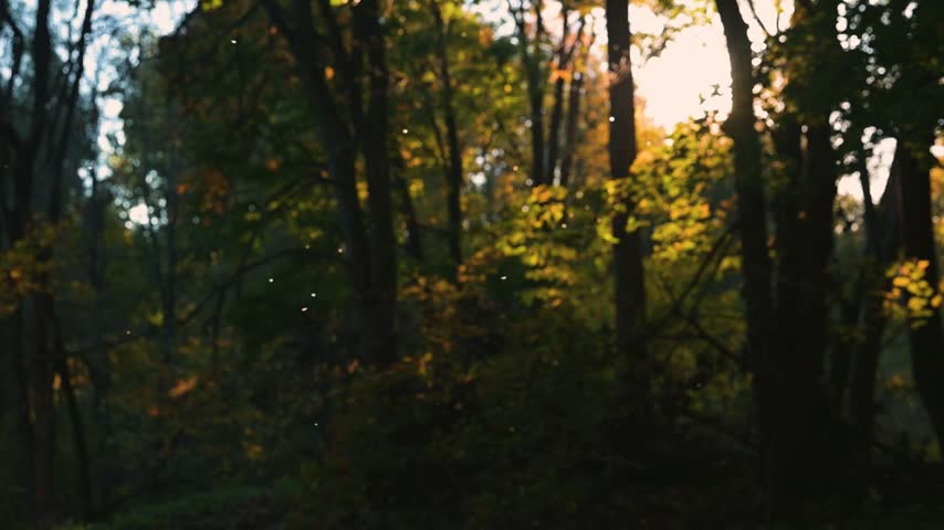 Small white insects flying in the light of the setting sun in an autumn forest, soft focus