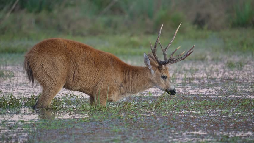 An adult male marsh deer with prominent antlers walks through shallow marsh water, lowering its muzzle to forage. Gentle camera tracking and even natural light reveal the full animal in side profile.