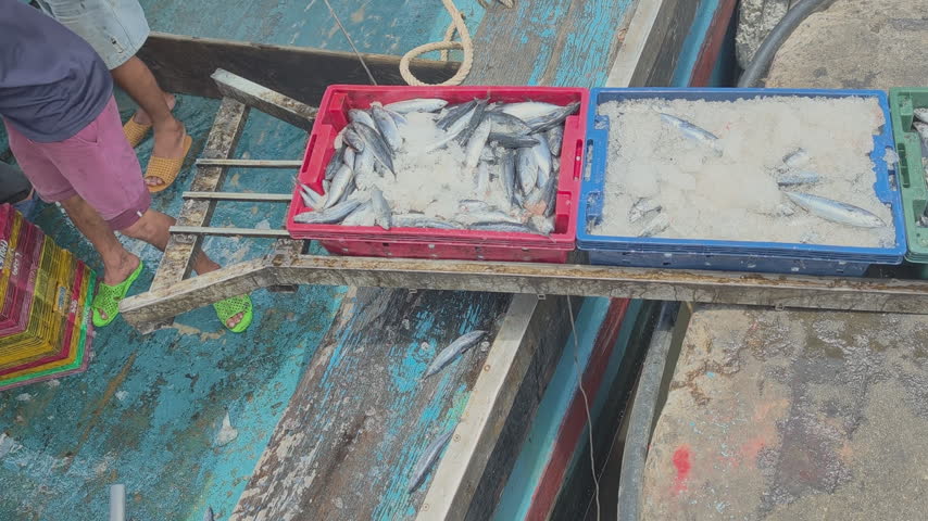Wide angle shot of a fisherman standing on a wooden boat , placing and pushing crates of fresh iced fish onto a makeshift manual sliding track at a coastal port in Central Vietnam