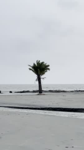 Lonely Palm Tree by the Sea — A calm tropical seaside video showing a single palm tree standing near the ocean under a cloudy sky. Perfect for nature, travel, or relaxation themes.