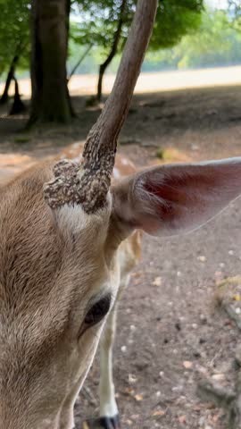 selective focus adorable young deer looking curiously into the camera