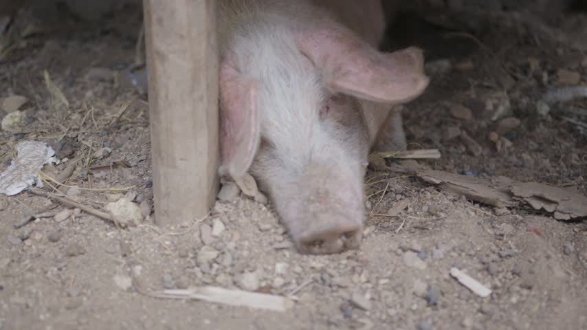 Sleeping Pig under Wooden Pigsty Structure