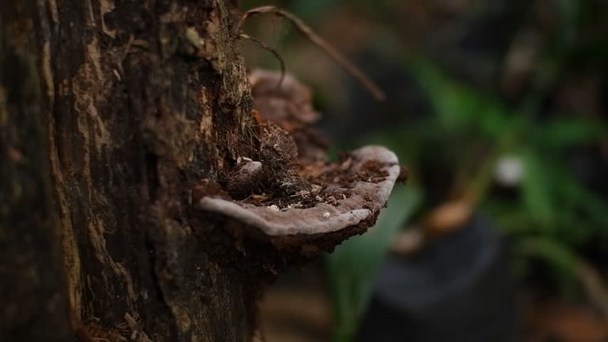 Close-up of wild bracket fungus growing on a decaying tree trunk in the forest