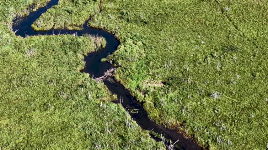 A drone looks straight down on a narrow dark creek twisting through dense green marsh vegetation near Hessel Michigan.