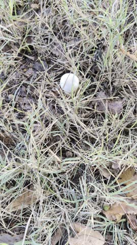Small, rounded white mushroom growing among the grass and dry oak leaves on the ground